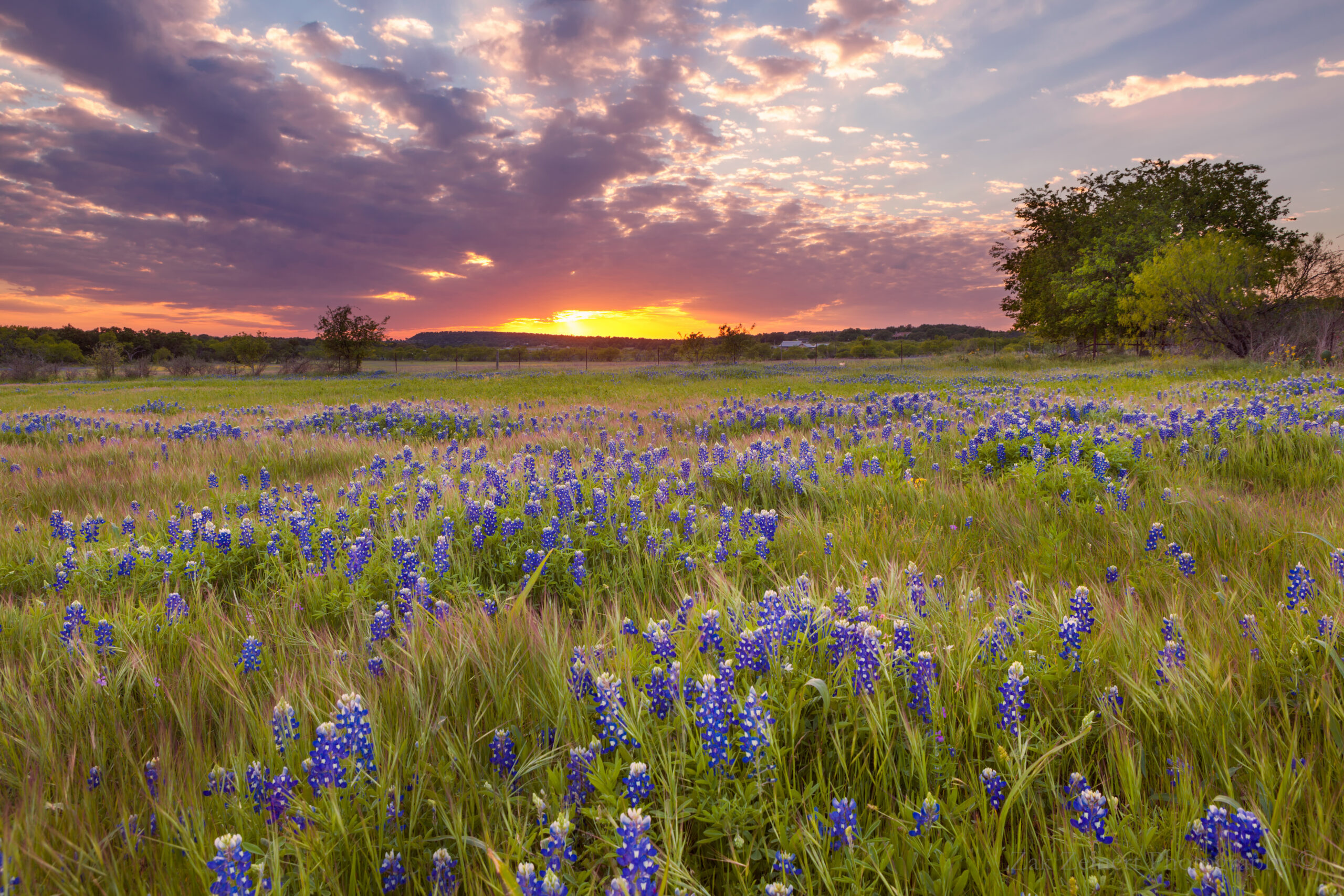 Texas Landscape
